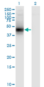 DCN monoclonal antibody (M01), clone 3H4-1F4