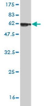 DCN monoclonal antibody (M01), clone 3H4-1F4