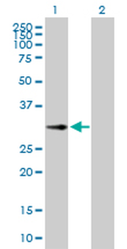 DCK purified MaxPab rabbit polyclonal antibody (D03P)