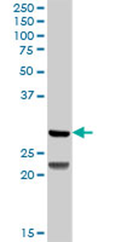 DCK MaxPab rabbit polyclonal antibody (D03)