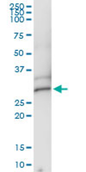 DCK MaxPab rabbit polyclonal antibody (D03)