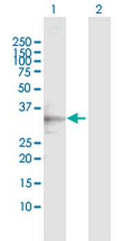 DCK MaxPab rabbit polyclonal antibody (D03)