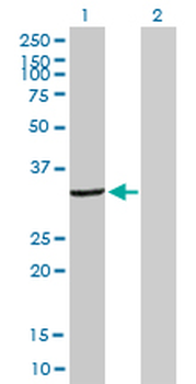 DCK purified MaxPab mouse polyclonal antibody (B01P)