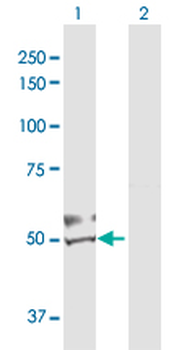 DBT purified MaxPab rabbit polyclonal antibody (D01P)