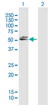 DBT purified MaxPab mouse polyclonal antibody (B01P)