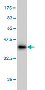 DAZ1 monoclonal antibody (M09), clone 3A4