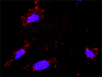DAXX monoclonal antibody (M03), clone 4C2