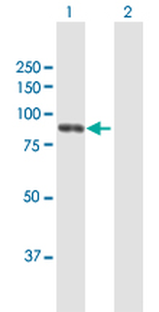 DGKG MaxPab rabbit polyclonal antibody (D01)