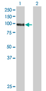 DGKG MaxPab mouse polyclonal antibody (B01)