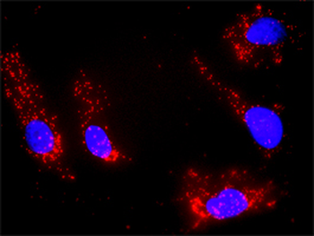 DGKA monoclonal antibody (M02), clone 2B7