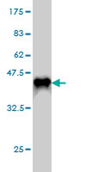 DAG1 monoclonal antibody (M01), clone 2A3