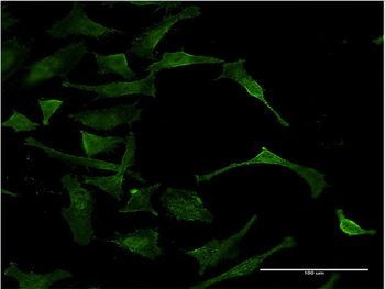 DAF monoclonal antibody (M02), clone 1D7