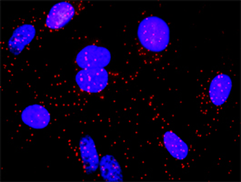 DAF monoclonal antibody (M01), clone 1G3