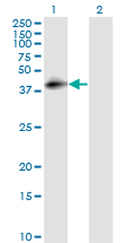 DAF monoclonal antibody (M01), clone 1G3