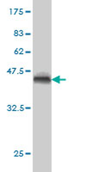 DAF monoclonal antibody (M01), clone 1G3
