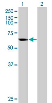 CYP4B1 purified MaxPab rabbit polyclonal antibody (D01P)