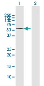 CYP3A4 MaxPab rabbit polyclonal antibody (D01)