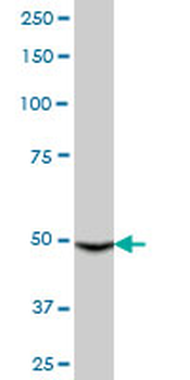 CYP3A4 purified MaxPab mouse polyclonal antibody (B01P)