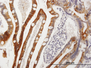 CYP3A4 purified MaxPab mouse polyclonal antibody (B01P)