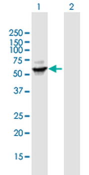 CYP3A4 purified MaxPab mouse polyclonal antibody (B01P)