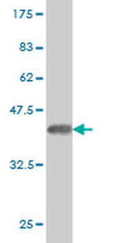 CYP2J2 monoclonal antibody (M01), clone 2D10