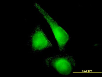 CYP2E1 purified MaxPab mouse polyclonal antibody (B01P)