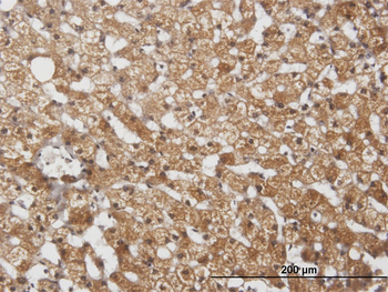 CYP2E1 purified MaxPab mouse polyclonal antibody (B01P)