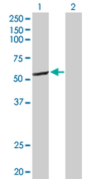 CYP2C8 purified MaxPab rabbit polyclonal antibody (D01P)