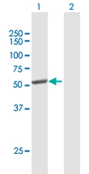 CYP2C8 purified MaxPab mouse polyclonal antibody (B01P)