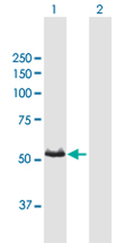 CYP3A7 purified MaxPab mouse polyclonal antibody (B01P)