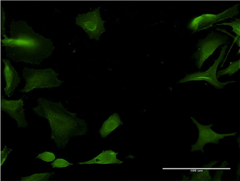 CYP1A2 monoclonal antibody (M10), clone 3D2
