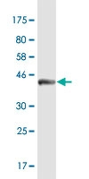 CYP1A2 monoclonal antibody (M10), clone 3D2
