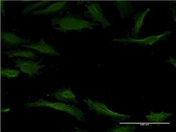 CYP1A2 monoclonal antibody (M09), clone 4B3