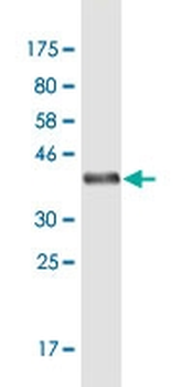 CYP1A2 monoclonal antibody (M09), clone 4B3