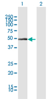 CYP1A1 MaxPab rabbit polyclonal antibody (D01)