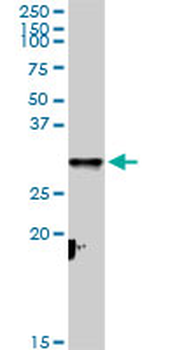 CYC1 purified MaxPab rabbit polyclonal antibody (D01P)