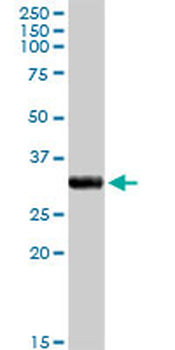 CYC1 purified MaxPab rabbit polyclonal antibody (D01P)