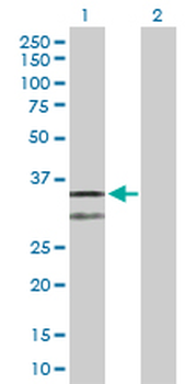 CYC1 purified MaxPab rabbit polyclonal antibody (D01P)