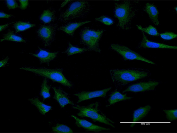 CYC1 purified MaxPab mouse polyclonal antibody (B01P)