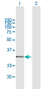 CYC1 purified MaxPab mouse polyclonal antibody (B01P)
