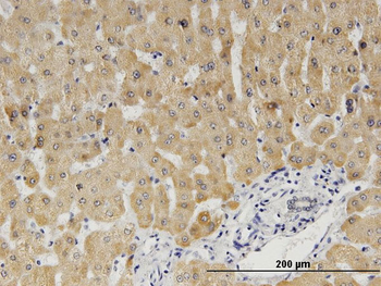 CYB5A monoclonal antibody (M06), clone 1A8