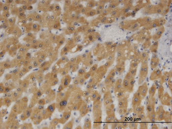 CYB5A monoclonal antibody (M05), clone 4C2