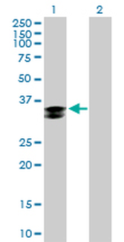 CTSZ purified MaxPab mouse polyclonal antibody (B02P)