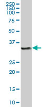 CTSZ purified MaxPab mouse polyclonal antibody (B01P)