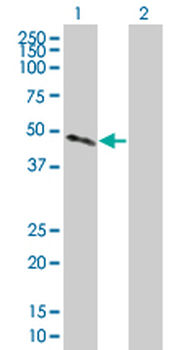 CTSH MaxPab mouse polyclonal antibody (B02P)