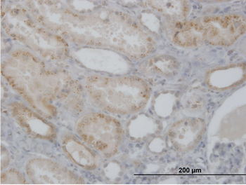 CTSH purified MaxPab mouse polyclonal antibody (B01P)