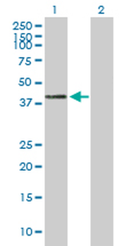 CTSH purified MaxPab mouse polyclonal antibody (B01P)