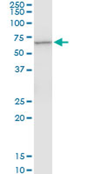 CTNS monoclonal antibody (M09), clone 5G6