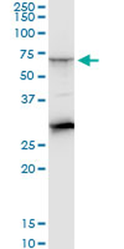 CTNS monoclonal antibody (M09), clone 5G6