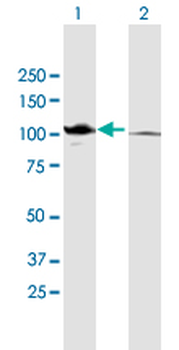 CTNNA2 purified MaxPab mouse polyclonal antibody (B01P)